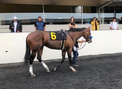 Starring John Wain, trained by Jerry Hollendorfer, in race 10 at Golden Gate fields on March 31, 2019 (M Friedman)