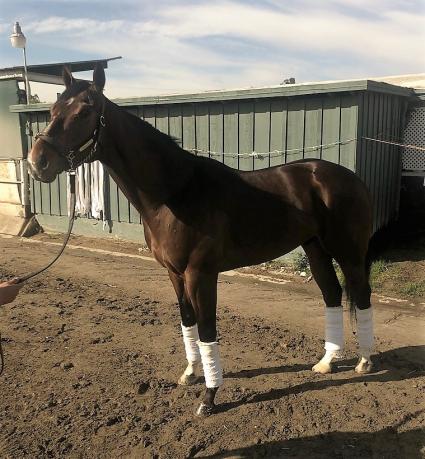California-bred colt Starring John Wain, trained by Jerry Hollendorfer