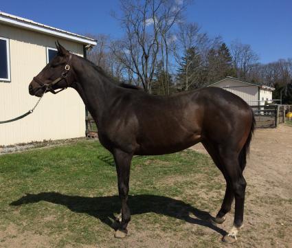 Super Saver colt at Sunset Meadow Farm (April 2018)