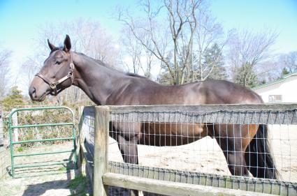 Super Saver colt at Sunset Meadow Farm (April 2018)