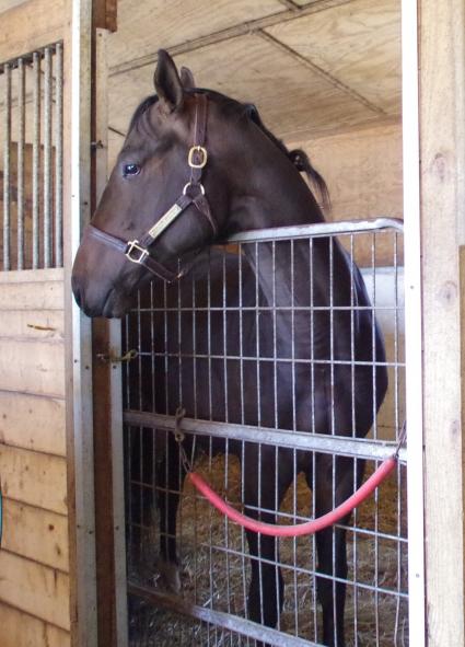 Super Saver colt at Sunset Meadow Farm