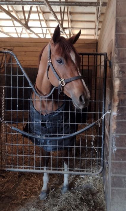 Tessa P in her stall at Penn National on November 20, 2021 (Mark Salvaggio)