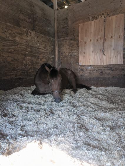 Tetragrammaton napping in his stall at Monmouth Park on July 23, 2022