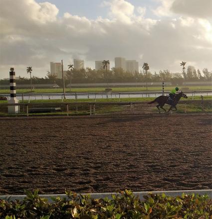 Majestic Warrior filly Thanks Mom at Gulfstream Park on February 21, 2018 (Robb Levinsky)