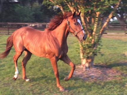 Two year old Majestic Warrior filly Thanks Mom at T-Square Stud.