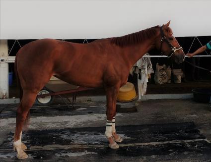 Majestic Warrior filly Thanks Mom getting a bath at Gulfstream Park