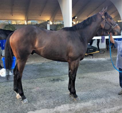 Third Man In at Palm Meadows Training Center (Jane Cibelli)