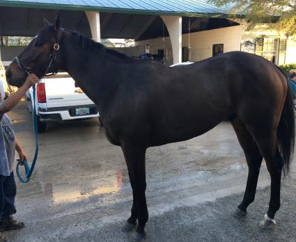 Third Man In at Palm Meadows Training Center (Jane Cibelli)