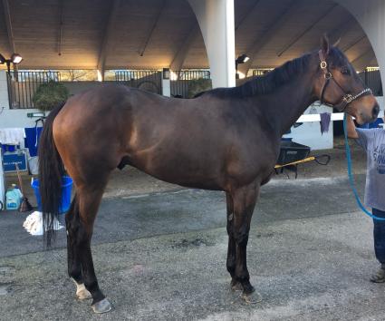 Third Man In at Palm Meadows Training Center (Jane Cibelli)