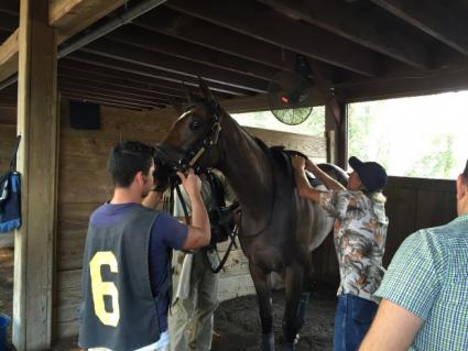 Titanium Jo Saddled at Delaware Park