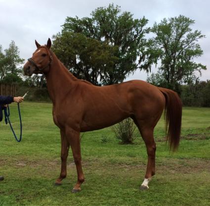3YO filly To Honor and Love at T-Square Stud