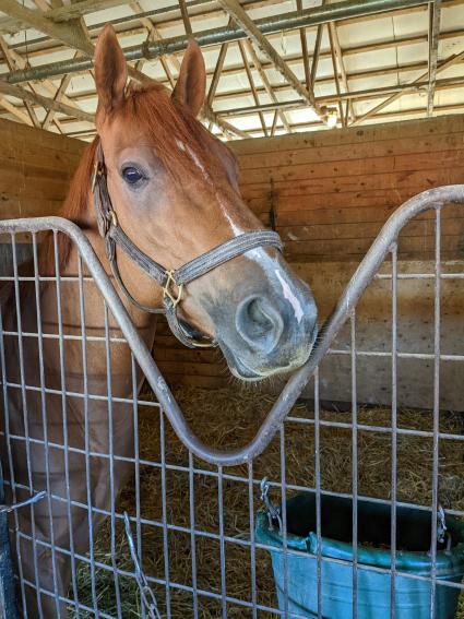 Torn Jeans in her stall at Penn National (Mark Salvaggio)