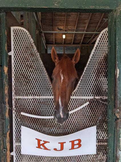 Torn Jeans in her stall at Monmouth Park on September 11, 2022 (Scott Shaub)