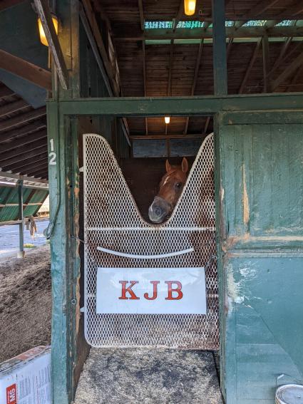 Torn Jeans in her stall at Monmouth Park on October 8, 2022 (Scott Schaub)