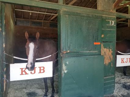Tracy Ann's Legacy in her stall at Monmouth Park on September 2, 2021 (George Katzenberger)