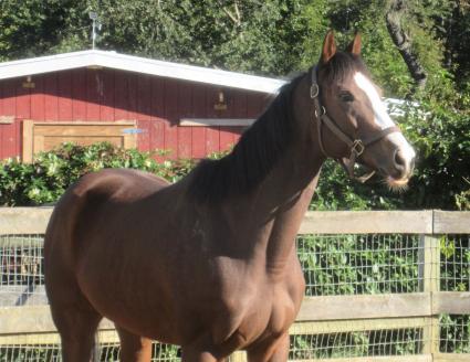 Tracy Ann's Legacy at Sunset Meadow Farm on October 19, 2021 (Jeanne Vuyosevich)