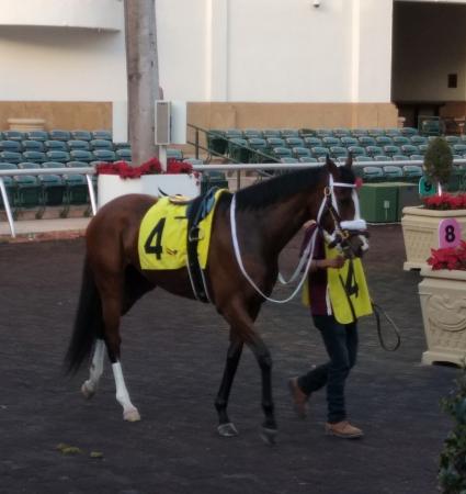 Tracy Ann's Legacy in the paddock for the Abundantia Stakes at Gulfstream Park on January 1, 2021