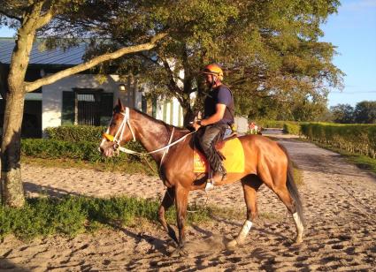 Tracy Ann's Legacy returns from gallop at Palm Meadows (Kelly Breen)