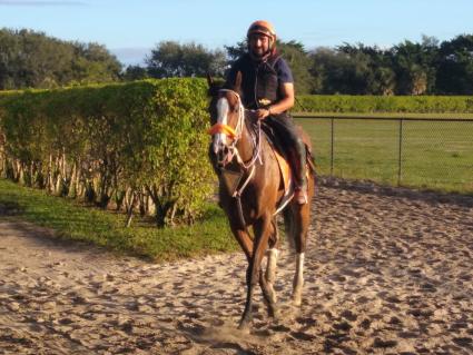 Tracy Ann's Legacy returns from gallop at Palm Meadows (Kelly Breen)