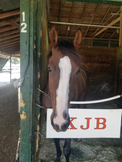 Tracy Ann's Legacy in her stall at Monmouth Park on September 2, 2021 (George Katzenberger)