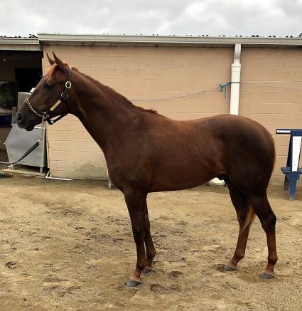 Congrats colt Two Fifty Coup at Los Alamitos. Trained by Jerry Hollendorfer. (Don Chatlos)
