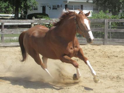 U Kant Whip It at Sunset Meadow Farm on September 22, 2022 (Jeanne Vuyosevich)