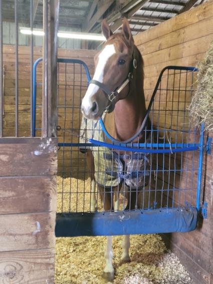 U Kant Whip It in his stall at Overbrook Farm on Thursday, January 6, 2022 (Rory Huston)