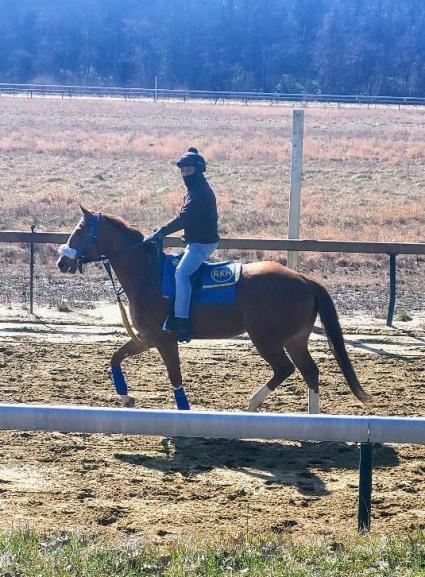 U Kant Whip It training at Overbrook Farm on March 5, 2023 (Rory Huston)