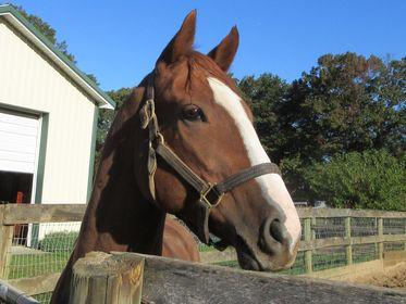 U Kant Whip It at Sunset Meadow Farm on October 20, 2022 (Jeanne Vuyosevich)