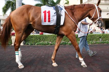 Unspoken Quality in Gulfstream Park Paddock