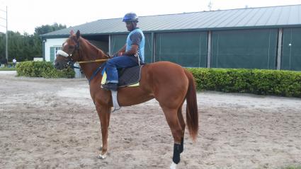 Unspoken Quality at Gulfstream Park Backside