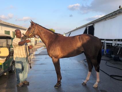 Kitten's Joy filly Vibrant Spirit at Gulfstream Park on May 26, 2019