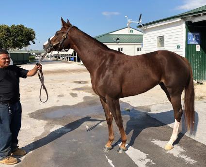 Kitten's Joy filly Vibrant Spirit at Gulfstream Park on October 30, 2018. (Ron Spatz)