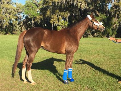 Kitten's Joy filly Vibrant Spirit at T-Square Stud on March 7, 2018 (Adam Parker)