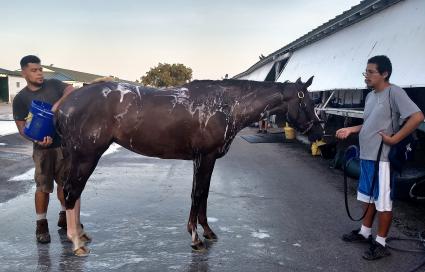 Vibrant Spirit getting a bath after morning work at Gulfstream Park on June 24, 2019 (Robb Levinsky)
