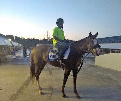 Vibrant Spirit heads to the track for training at Gulfstream Park on June 24, 2019 (Robb Levinsky)