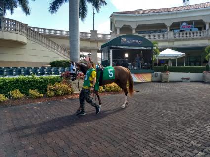 Vibrant Spirit in race 6 at Gulfstream Park on September 14, 2018. (Robb Levinsky)