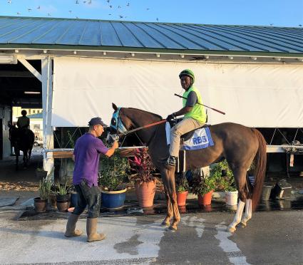 Kitten's Joy filly Vibrant Spirit at morning training at Gulfstream Park on December 30, 2018. (Ron Spatz)