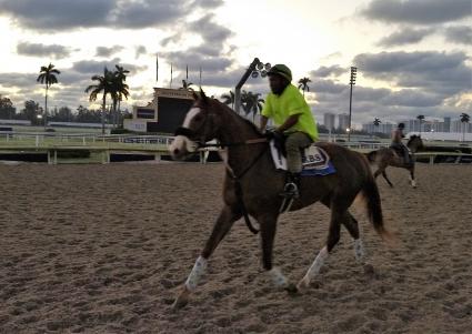 Kitten's Joy filly Vibrant Spirit training at Gulfstream Park on March 2, 2019