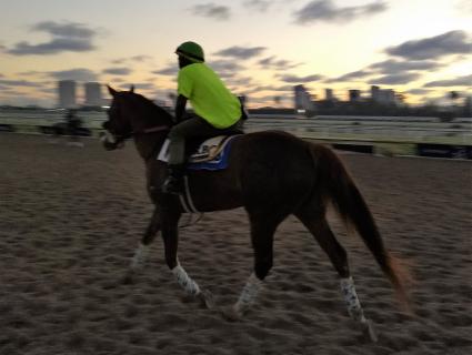 Kitten's Joy filly Vibrant Spirit training at Gulfstream Park on March 2, 2019. 