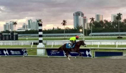 Kitten's Joy filly Vibrant Spirit training at Gulfstream Park on March 7, 2019. (Ellen Gaynor)