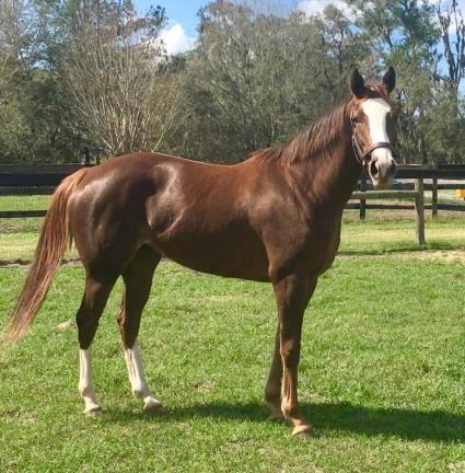 Kitten's Joy filly Vibrant Spirit at T-Square Stud (Adam Parker)