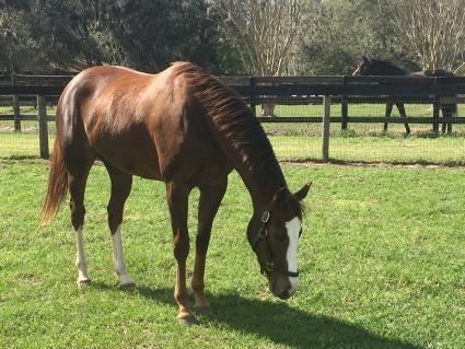 Kitten's Joy filly Vibrant Spirit at T-Square Stud (Adam Parker)