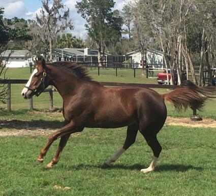 Kitten's Joy filly Vibrant Spirit at T-Square Stud (Adam Parker)