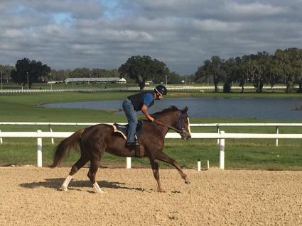 Kitten's Joy filly Vibrant Spirit training at T-Square Stud (Adam Parker)