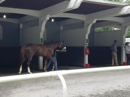 Kitten's Joy filly Vibrant Spirit at Belmont Park