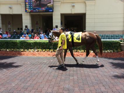 Kitten's Joy filly Vibrant Spirit in an allowance at Gulfstream Park on April 29, 2018.