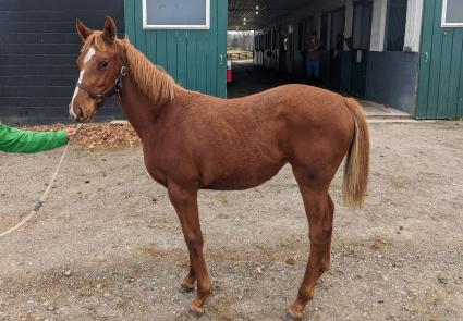 Vino Rosso - Lisa Limon filly at Hidden Brook Farm - November 2022 (Scott Schaub)