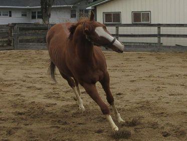 U Kant Whip it at Sunset Meadow Farm on February 23, 2023 (Jeanne Vuyosevich)