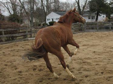 U Kant Whip it at Sunset Meadow Farm on February 23, 2023 (Jeanne Vuyosevich)